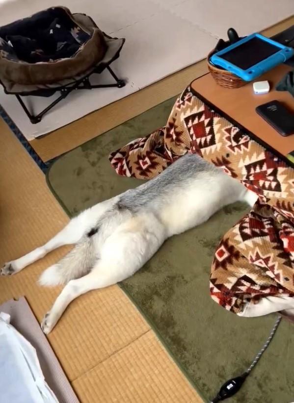 こたつに頭を突っ込んで伸びているハスキー犬が話題に（深山さん提供、Xよりキャプチャ撮影）