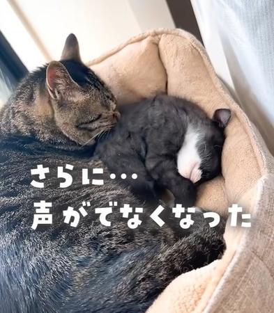 子猫を迎えたら、声が出なくなった先住猫　甘えてもこず「一生懸命、お兄ちゃんになろうとしてた？」健気な姿が話題に