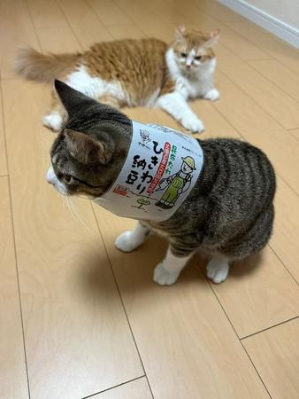 あらあら猫さん、まさかの姿に爆笑　飼い主「二度と突っ込まないで」なぜこうなった？