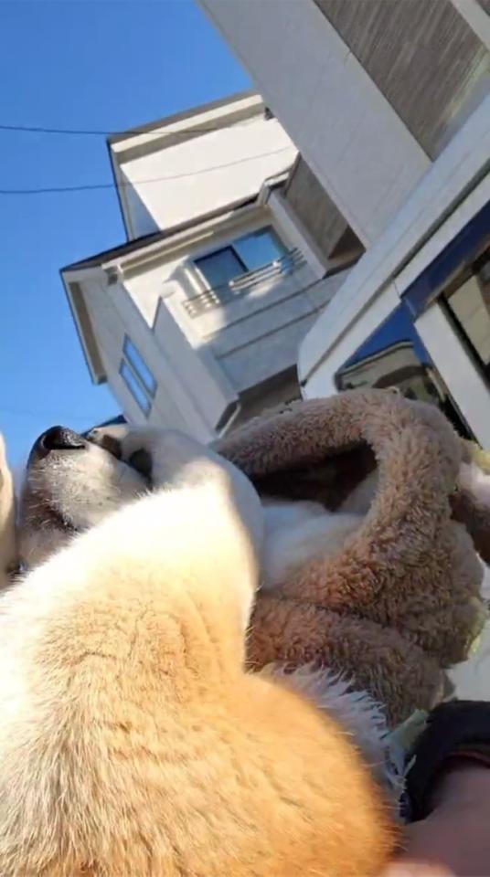 まぶしいのかな？抱っこされながら前足で顔をこする茶々丸くん　(画像提供：ペコ丸さん　※動画よりキャプチャ)