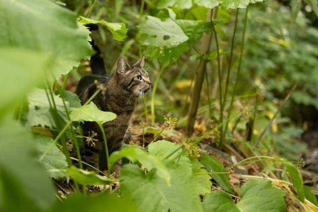 地震で猫が逃げたら…（Nadine Haase/stock.adobe.com）