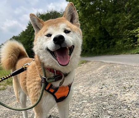 とびきりスマイルの保護犬　海の近くで暮らす夫婦の家族に　届いた写真が伝える幸せな第二の犬生