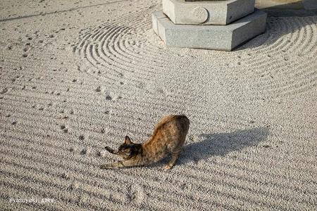 「枯山水」に足跡を残し、伸びをする猫さん　「これは…枯にゃん水」芸術的な猫さんに感動