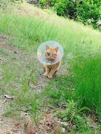 カラスに襲われていた治療中の猫　見知らぬ土地で迷子に　優しさのリレーで命が救われた