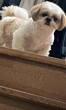 トイレがうまくできず外飼い、捨てられた…?迎えたツンデレ保護犬→おっとりだけど意外な一面発見「夢は抱っこ」