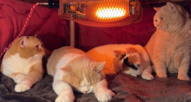 今冬もこたつの中で猫の秘密結社を結成？（猫は液体さん提供、Xよりキャプチャ撮影）