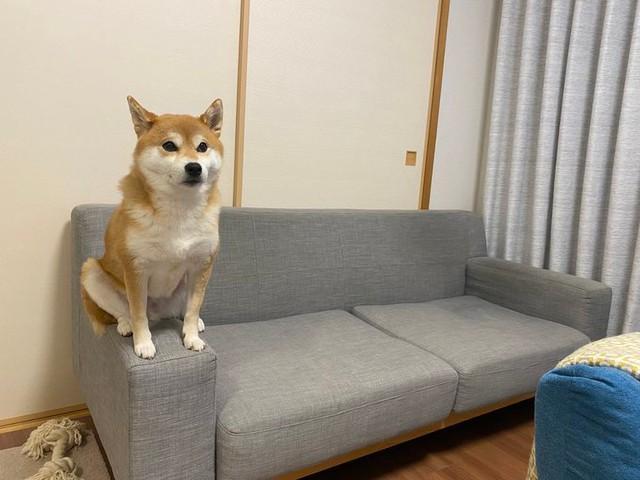 キリッ！（画像提供：柴犬ひるねさん）