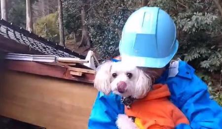 地震で生き埋めになった犬を救出！…災害時ペット救助チームの投稿が話題「とにかくあきらめない！」