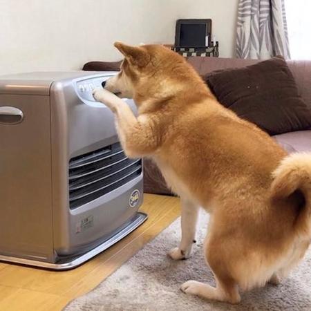 寒がりな柴犬…ついに自分でヒーターをつける！？賢い犬さん「飼い主はこの辺を押してたよなー」