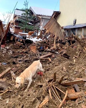 石川県珠洲市の被災地で活動する災害救助犬（NPO法人 北海道災害救助犬のXより）