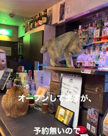 「大みそかに世界的ギタリストも訪れた」保護猫がもてなす猫バーがSNSで話題「素敵なお店」「飛行機乗って行く！」