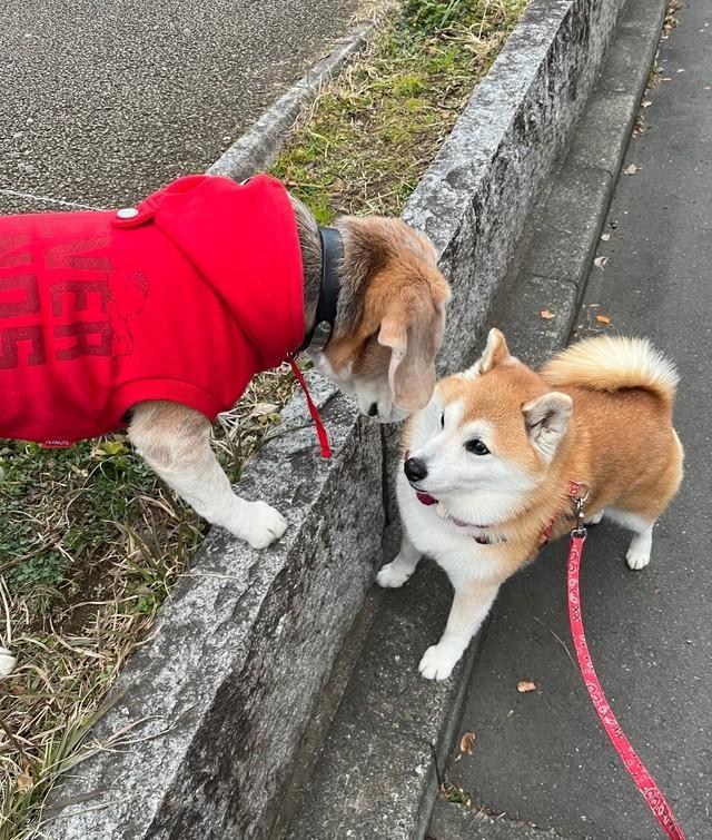 散歩中にお友達に会ってちょっとびっくりするまるちゃん（提供：祥&柴犬のまるちゃんさん）