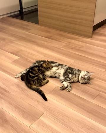 「ケンカしてた猫達が床暖つけたら寝た」少しずつ近づいていく「兄弟」の距離感にほっこり「床暖房はすべてを平和に」