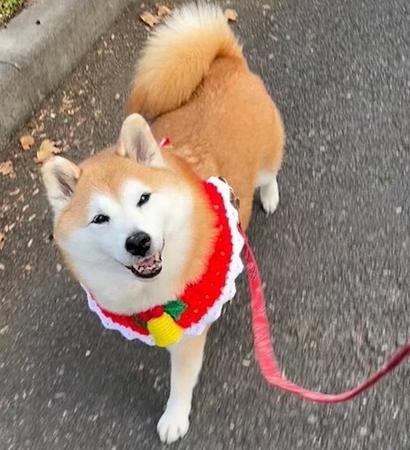 「あのワンちゃん笑いながら歩いてる！」見てると幸せな気持ちになるニコニコ柴犬さんにほっこり…「我が家の宝物です」