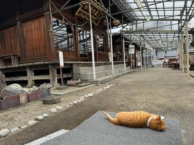 敷地内でのんびり過ごすことも＝荘内神社さん（@jinjahan0817）提供