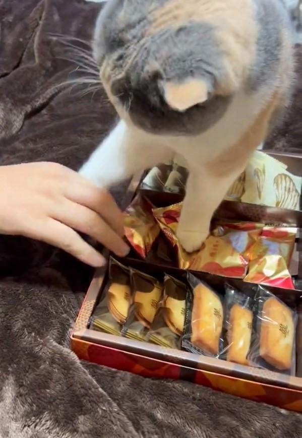 お菓子を取ろうとするとしばく猫ちゃんが話題に（蜜柑さん提供、Xよりキャプチャ撮影）