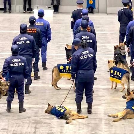 警察犬「お話、飽きたワン…」式典でだらけるエリート犬が可愛い「人間でもこういうのは飽きちゃうから…」