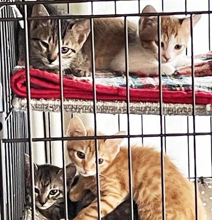 目の前は国道　ゴミ置き場に住み着いた4匹の子猫　優しさのリレーで無事に保護　幸せをつかむためにトレーニング中です