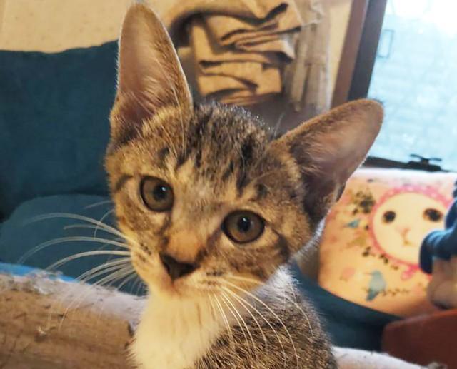 茶トラ キジトラ サバトラ ムギワラ 猫の縞模様の種別 特徴をおさらい