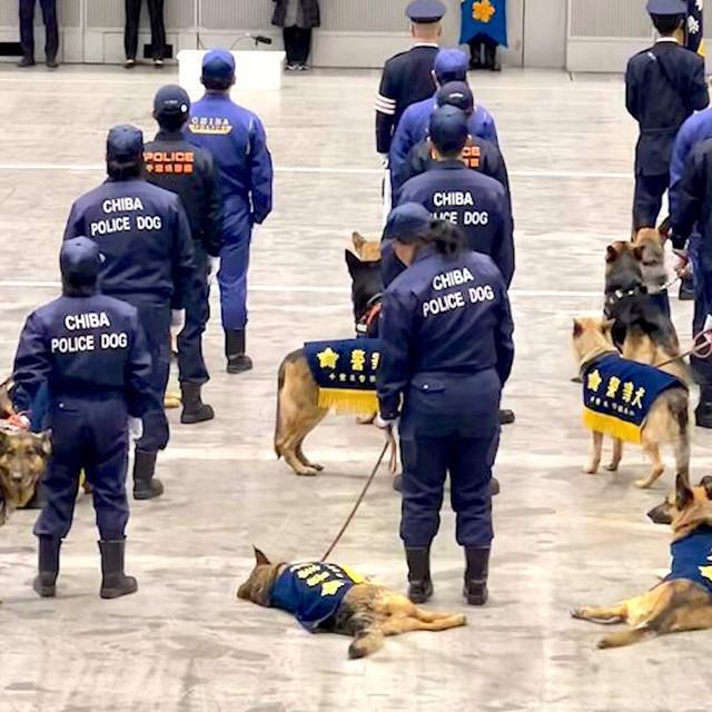 人間の式典に飽きてしまったエリート警察犬たち（動画からキャプチャー／提供：ゆるふわ怪電波☆埼玉さん@yuruhuwa_kdenpa）