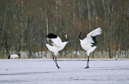 「火を吹くタンチョウ！？」極寒の朝、北海道で撮られた写真に驚き　なぜこうなった？