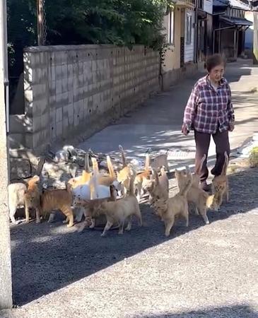 「猫の島」で野良猫が急増→NPOが不妊去勢手術「島は高齢化に過疎化、動物病院もない。行政も対策を考えて」