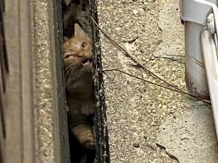 隙間に挟まった子猫→15時間以上、鳴き続ける姿に近隣住民が団結、ブロック塀を壊した大救出劇