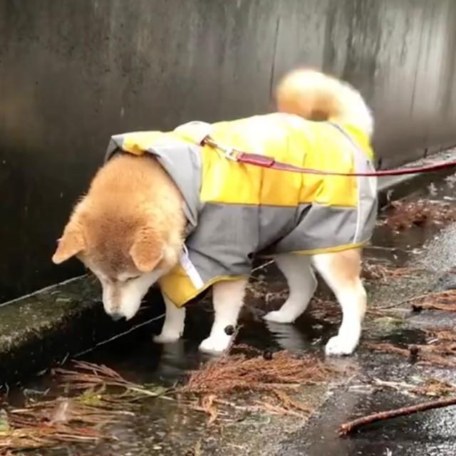 水たまりのなかの「可愛い犬さん」にしっぽフリフリ！（動画からキャプチャー／提供：柴犬ももさん @momonosekaiii）