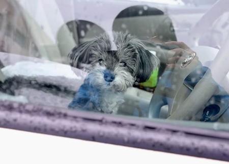 「犬のことを考えてくれる人に初めて会った」　支援スタッフの言葉に飼い主は涙をぬぐい前を向いた　「みんなの前ではシャキッとしないと」