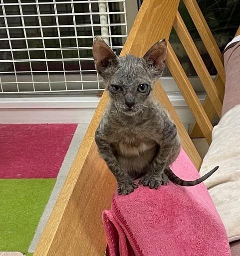 cat ホビー・楽器・アート やせねこ様専用