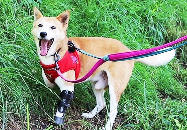 罠にかかり足を失った元野犬