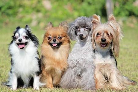 「人気犬種ランキング2024」発表！　1位は15年連続で「トイ・プードル」…大谷翔平選手の愛犬は何位？