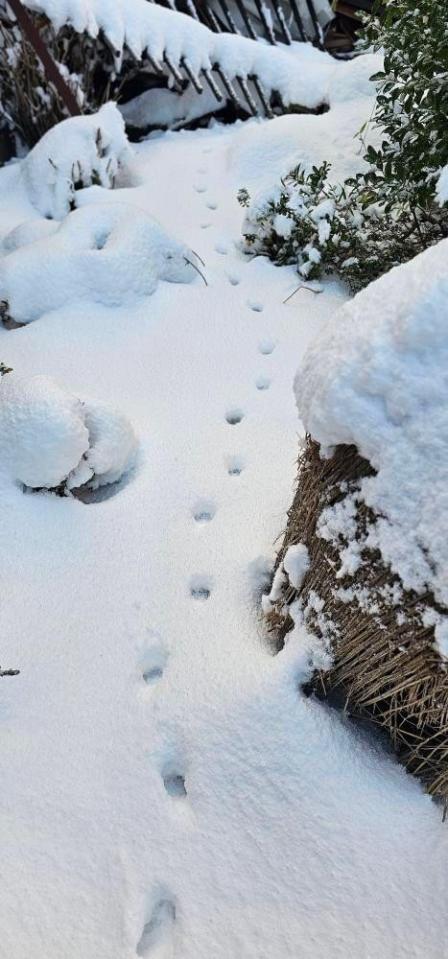 雪の上の小さな足あとが猫がいることを教えてくれた（つかねこ動物愛護環境福祉事業部さん提供）