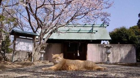 主役は鎮守の森に住み着いた30匹の野良猫…想田和弘監督の新作「五香宮の猫」人との共生問う　ベルリン国際映画祭で招待上映へ