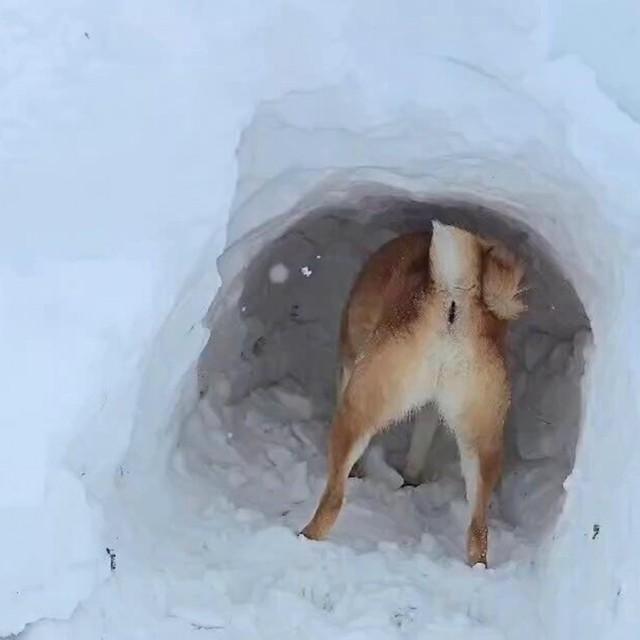 「飼い主、雪のなかに埋まったの！？今ボクが助けるから！」（画像提供：ＬI S Aさん @niihaonyan0815）