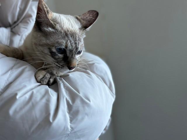 能登半島地震発生から17日目、無事に自宅に戻ってきたむくちゃん（ANZAIさん提供）