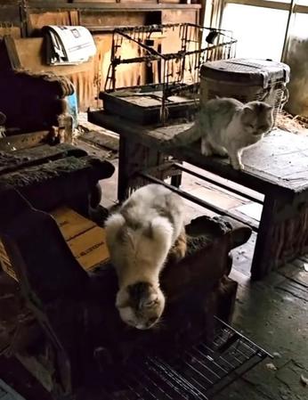 焼け焦げた室内には亡くなった飼い主さんの帰りを待っていた猫たち（アニマルスマイル香川さん提供、Instagramよりキャプチャ撮影）