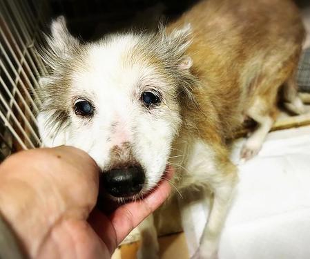 繁殖小屋からボロボロの状態で保護されたふわちゃん