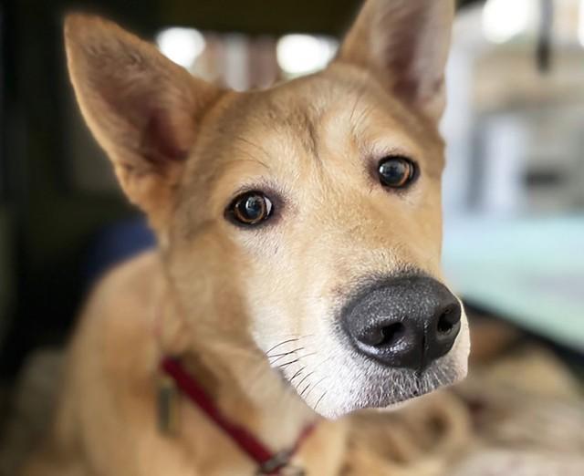 保護当初はとにかく人間を威嚇していた元野犬のルディ