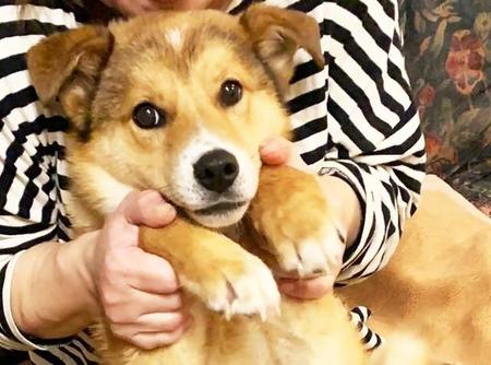 生後4ヶ月ほどで動物愛護センターに収容されたイケメンの保護犬・糸