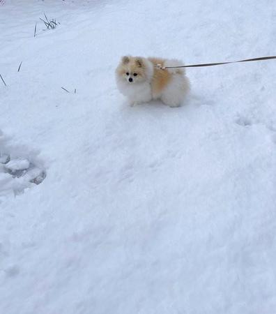 雪が積もった！→「犬はしょんぼり 庭駆け回らず」！？ 知ってる歌と違う“飼い犬のリアル”　こたつに吸い込まれていったポメちゃん