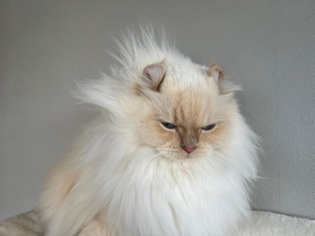 この髪型と表情の対比…（かにさん提供）