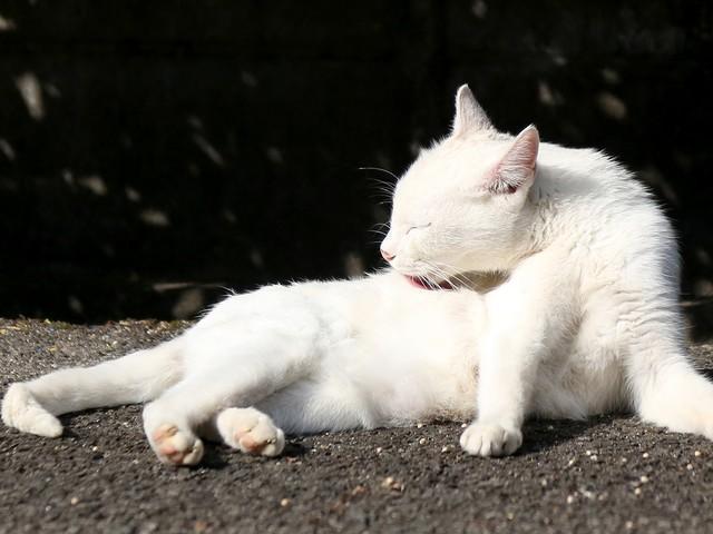 猫にとってブラッシングは不可欠です