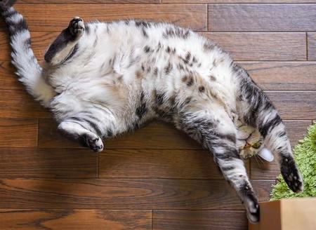 知られていない猫の乳がん…8割以上は「悪性」　2cm以下で発見するのが大事、広がる「キャットリボン運動」とは