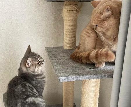 逃げ出した飼い猫は案外家の近くにいる　気が気でない飼い主に届いた朗報　捜索と保護から学んだこと