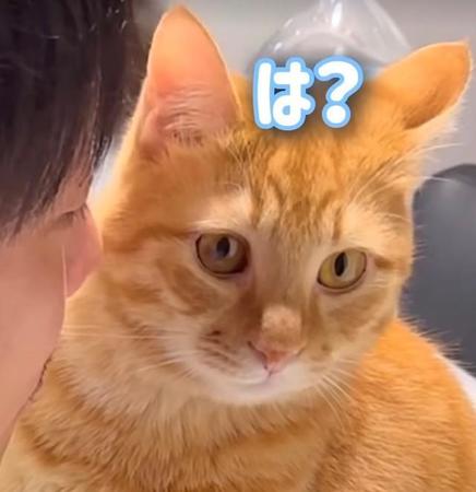 ママに超甘えん坊の猫さん、パパへの態度は塩対応「正直すぎて笑える」「パパがんばれ」