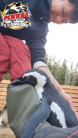 ペンギンが、くちばしで長靴を掴んでバシバシ「可愛い～♡」いえいえ、これ怒ってるんですって…なぜ？飼育員に聞いた