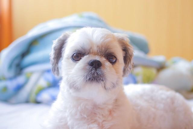 事故で亡くなったシーズー犬の「まる」ちゃん。人懐っこく、甘えん坊だった（写真はいずれも提供）