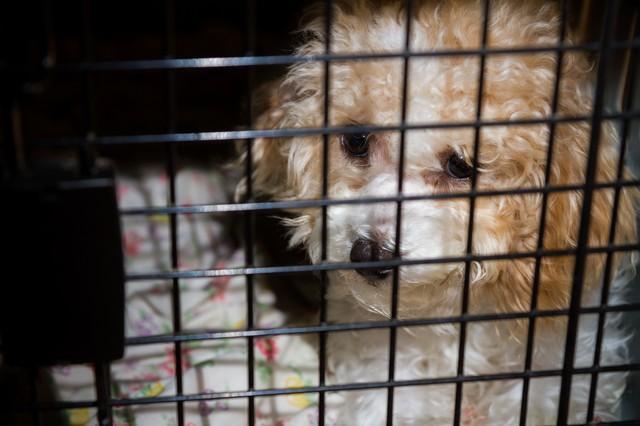 自分が飼育しているペットであっても、虐待すれば犯罪になりえます　※画像はイメージで、事件とは関係ありません（Tracy King/stock.adobe.com）