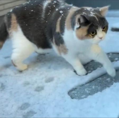 初めて雪を見た猫「颯爽と出ていったのに…」猫さんの動きに爆笑「アカンわ…これ、アカンやつや」